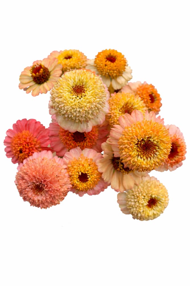 Zinnia elegans Zinderella Peach | Scabiosa-Flowered Zinnia - 20 seeds - seeds