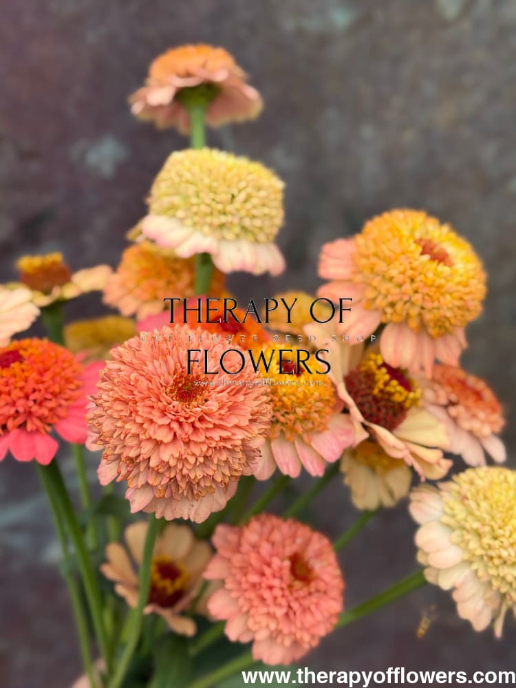 Zinnia elegans Zinderella Peach - 20 seeds - seeds