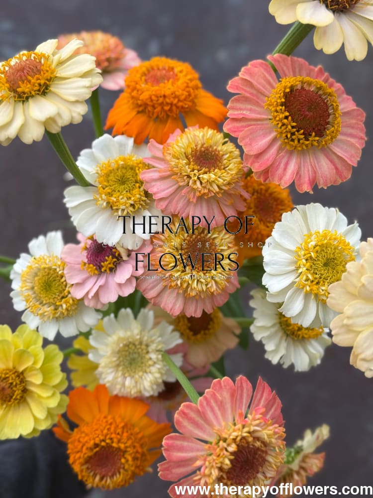 Zinnia elegans Zinderella Peach therapyofflowers.com