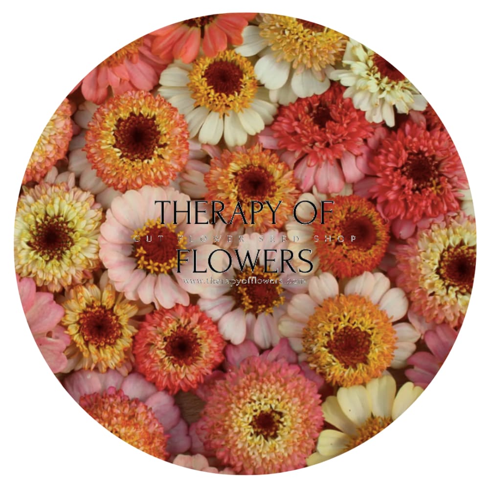 Zinnia elegans Zinderella Peach therapyofflowers.com