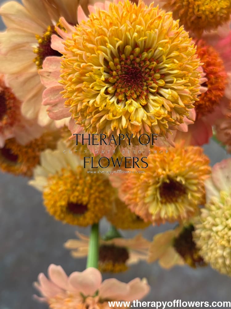 Zinnia elegans Zinderella Peach therapyofflowers.com