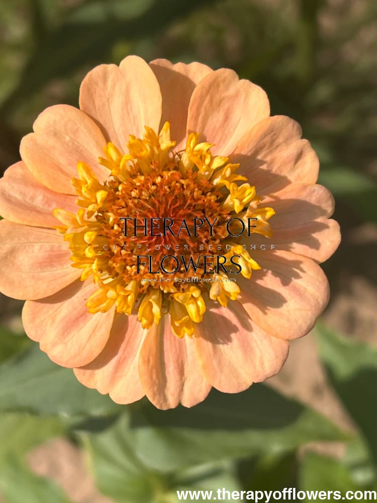 Zinnia elegans Zinderella Peach therapyofflowers.com
