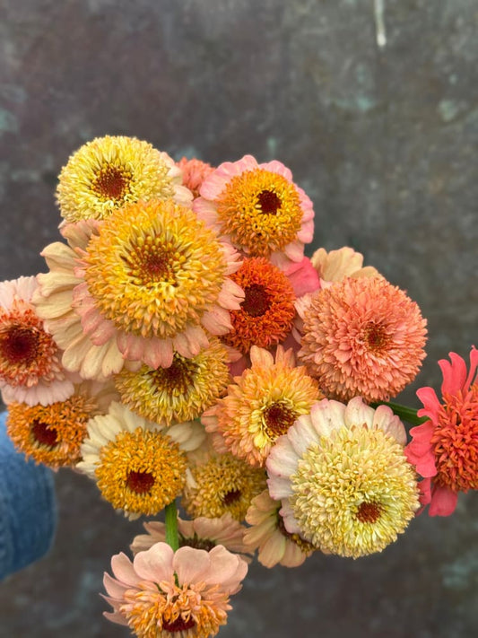 Zinnia elegans Zinderella Peach therapyofflowers.com