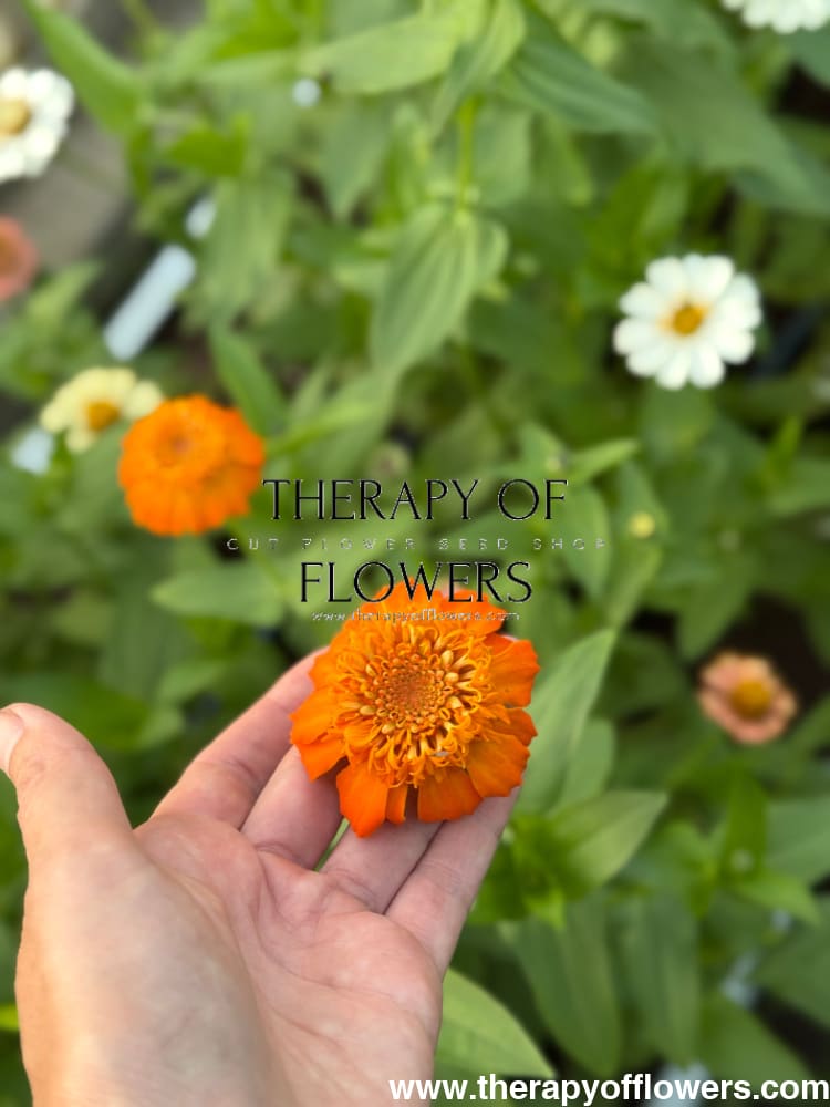 Zinnia elegans Zinderella Peach therapyofflowers.com