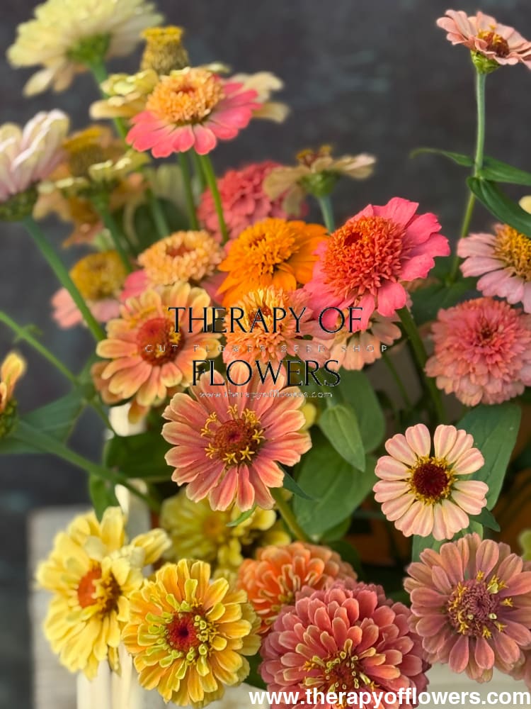 Zinnia elegans Zinderella Peach therapyofflowers.com