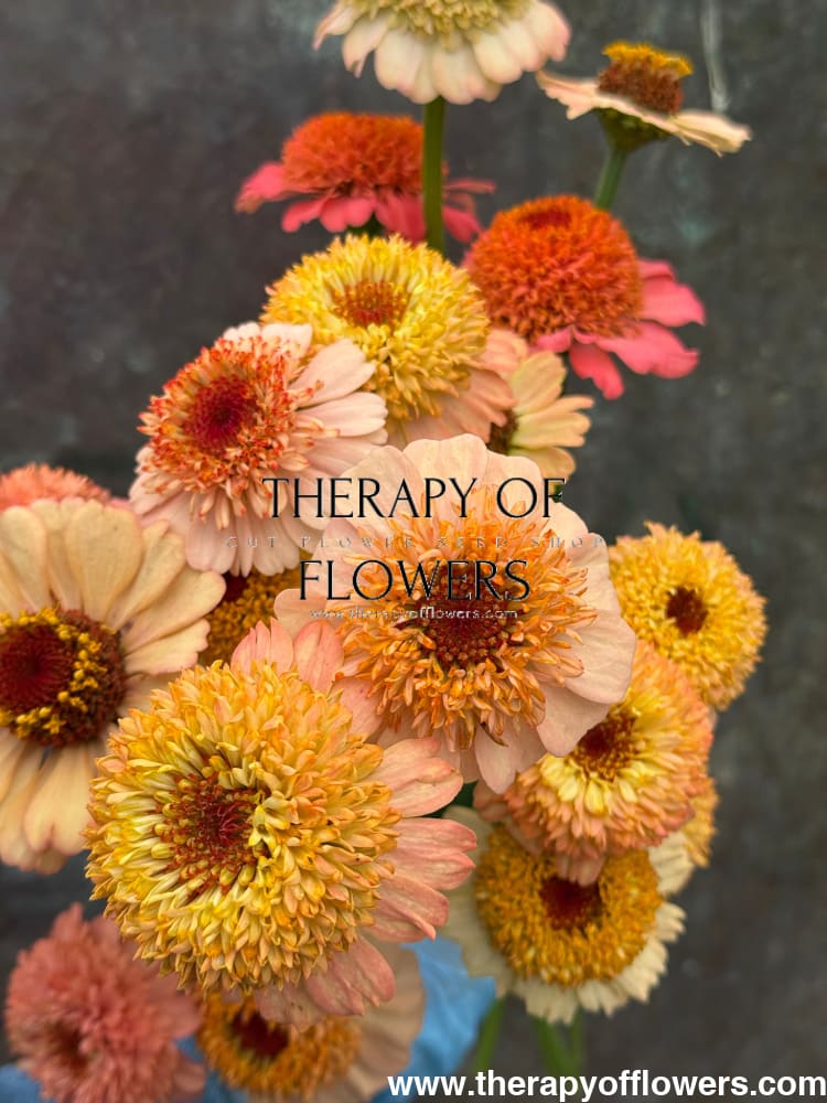 Zinnia elegans Zinderella Peach therapyofflowers.com