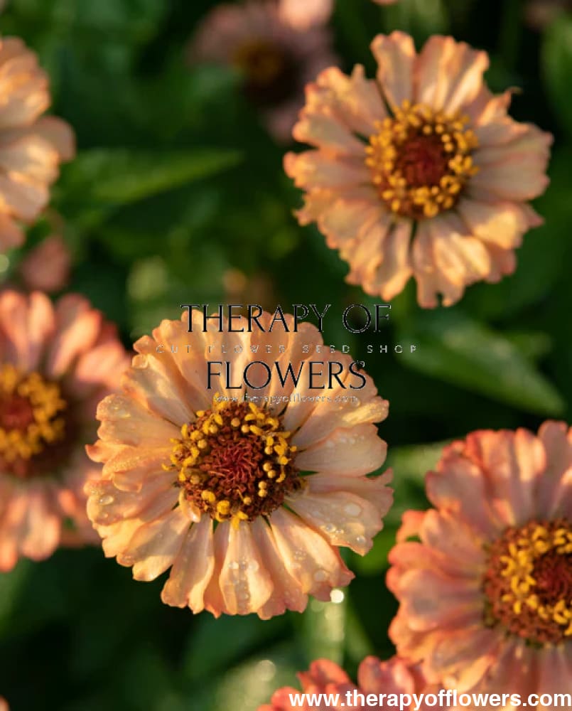 Zinnia elegans Zinderella Peach therapyofflowers.com