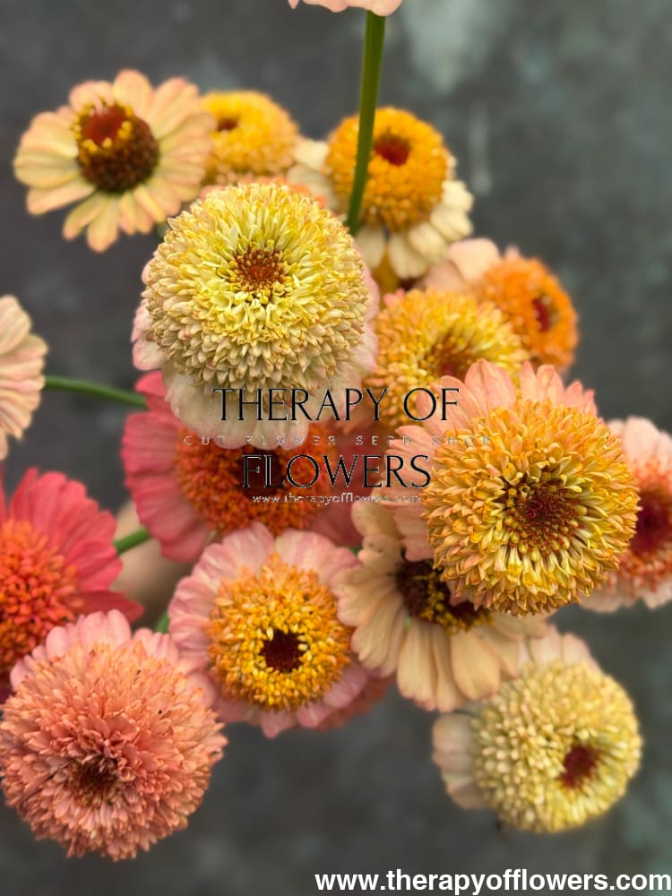 Zinnia elegans Zinderella Peach therapyofflowers.com