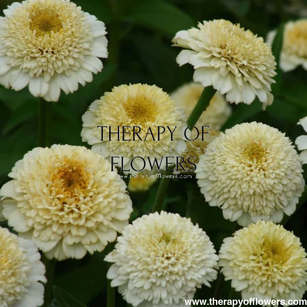 Zinnia elegans Zinderella White therapyofflowers.com