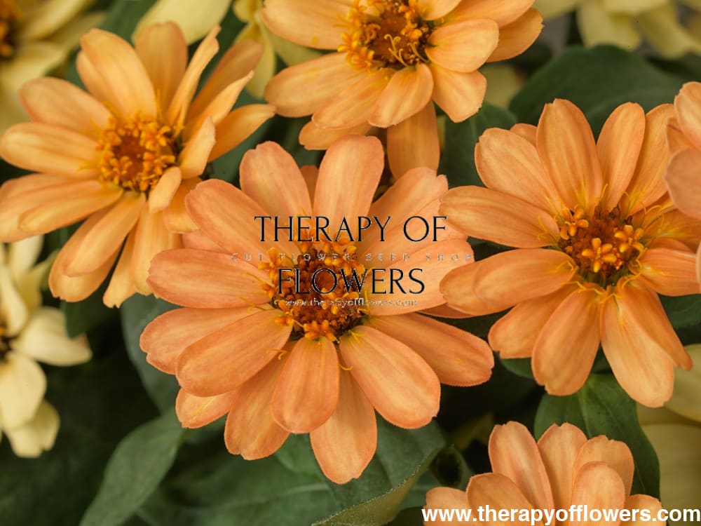 Zinnia Hybrida Profusion Apricot therapyofflowers.com
