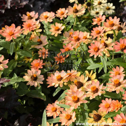 Zinnia Hybrida Profusion Apricot therapyofflowers.com