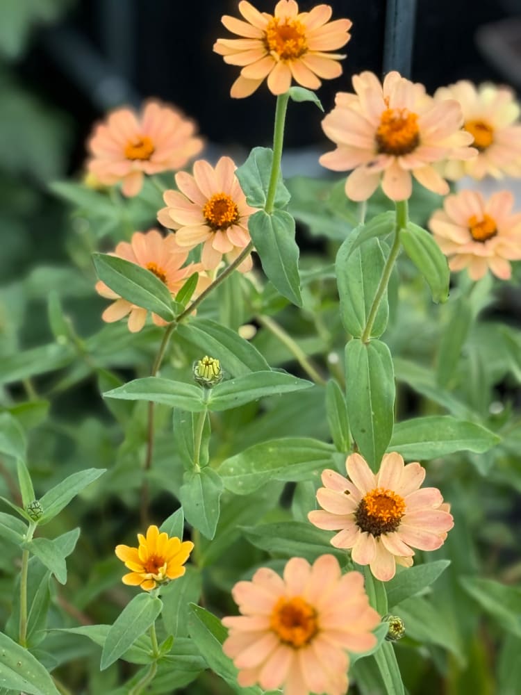 Zinnia Hybrida Profusion Apricot - Elegant, Coral-colored Blooms