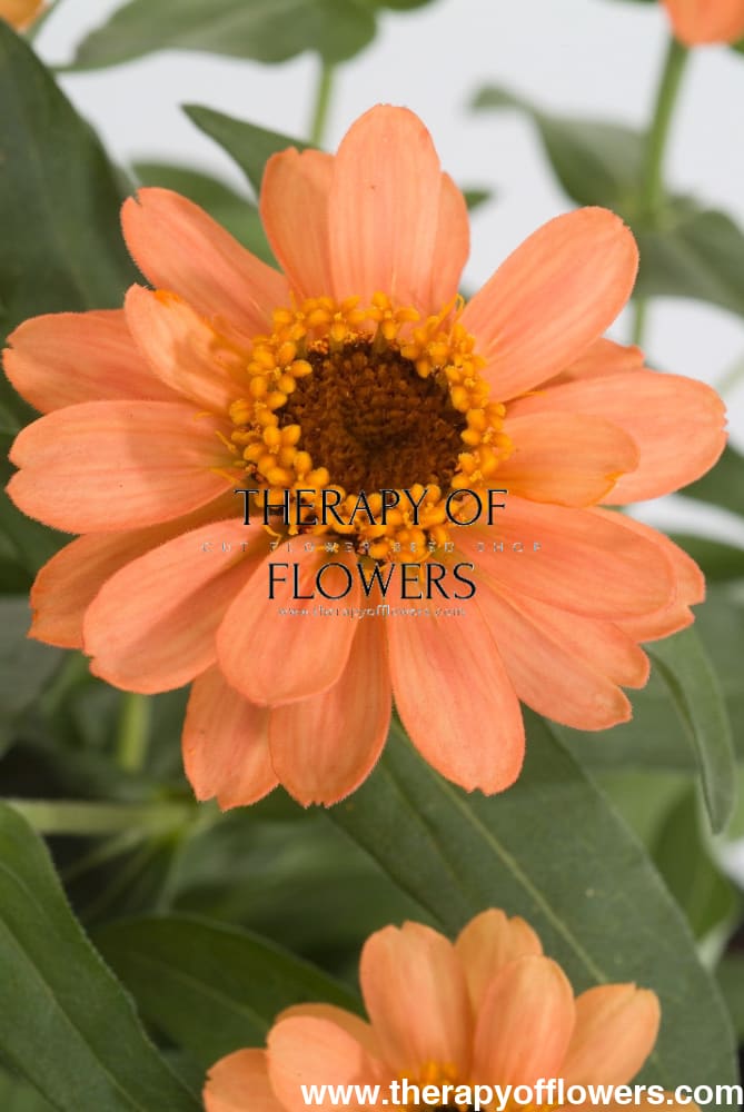 Zinnia Hybrida Profusion Apricot therapyofflowers.com