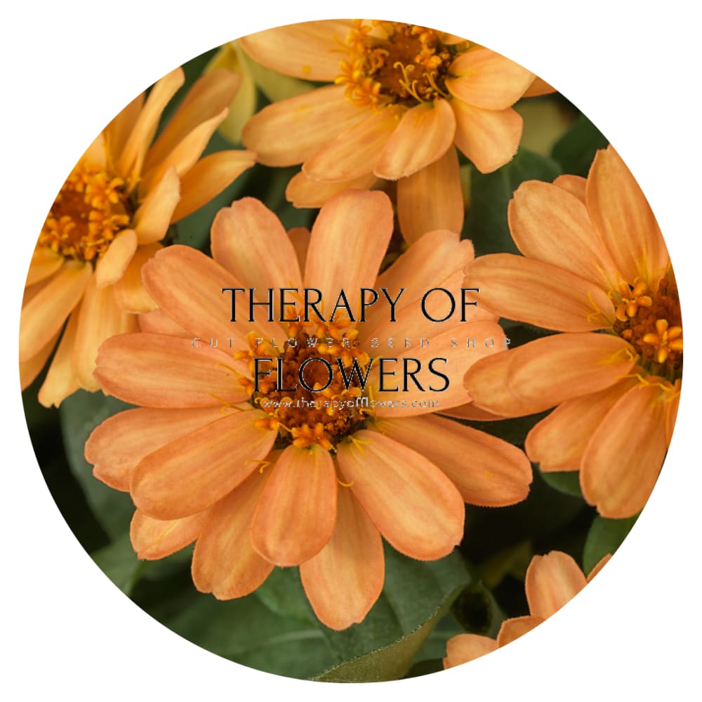 Zinnia Hybrida Profusion Apricot therapyofflowers.com