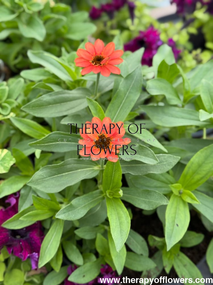 Zinnia Hybrida Profusion Apricot | Great for Cut Flowers therapyofflowers.com